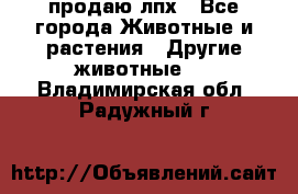 продаю лпх - Все города Животные и растения » Другие животные   . Владимирская обл.,Радужный г.